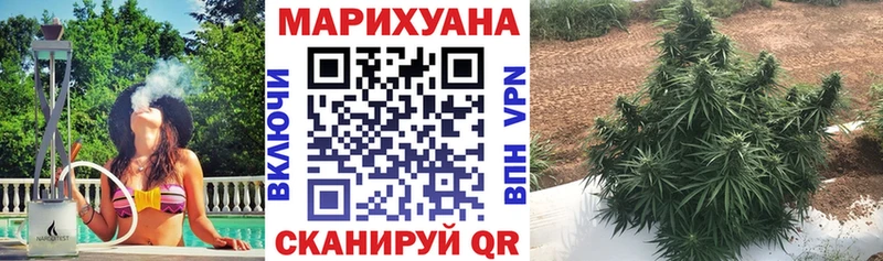 Шишки марихуана сатива  Киселёвск 